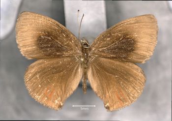 Media type: image;   Entomology 36305 Aspect: habitus dorsal view